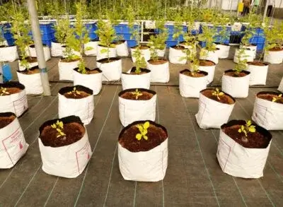 coir grow bags